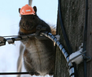 squirrel on a powerline wearing a hat.